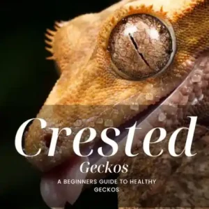 Crested Geckos: A Beginner's Guide to Happy and Healthy Geckos Get Yours