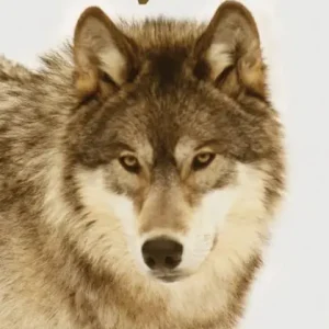 Chogan And The Gray Wolf Luxury