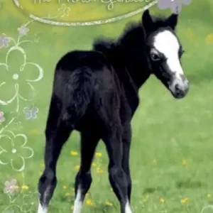 Friendly Foal Place Order